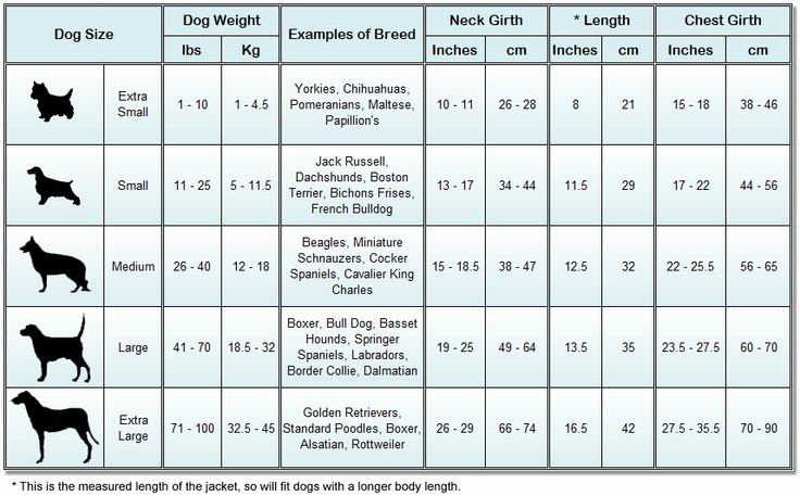 Standard Goldendoodle Size Chart